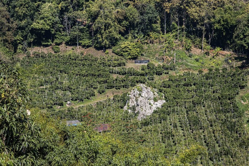 Farmland nestled between the hills in Mae Sai district of Chiang Rai, Thailand