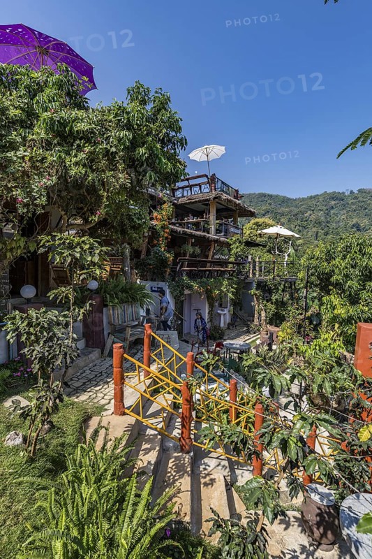 Lush garden at the Doi Phamee coffee shop and restaurant in Mae Sai district of Chiang Rai, Thailand