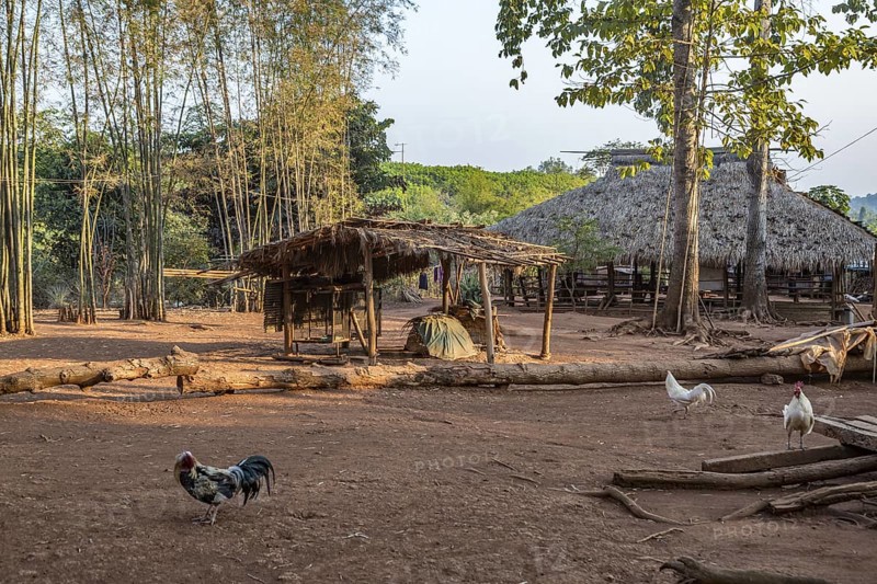 Chickens roam free in the Akha tribe area of the Union of Hill Tribe Villages outside of Chiang Rai in the Nanglae District of Thailand