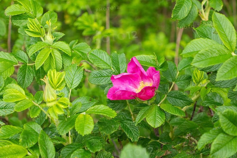 Potato rose, Baltic seaside resort, Kühlungsborn, Rostock district, Mecklenburg-Western Pomerania, Germany