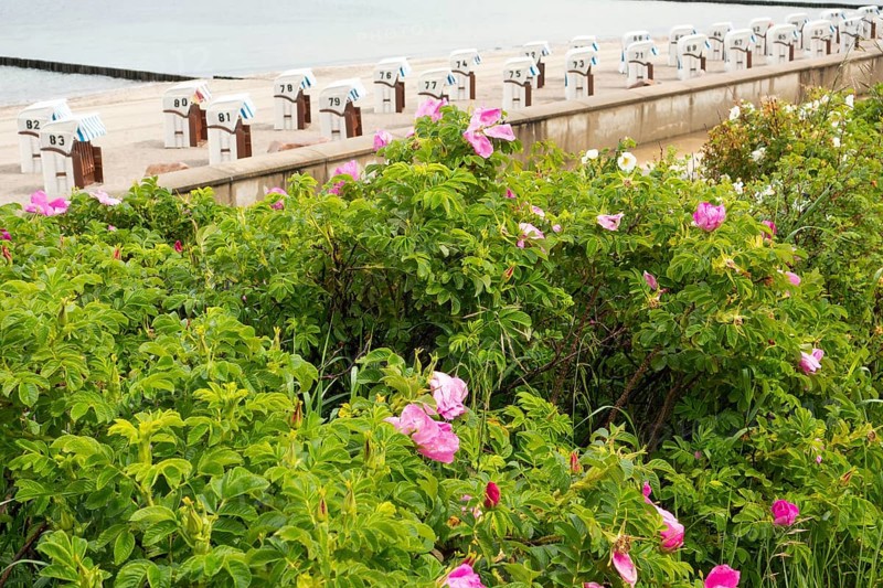 Potato rose (Rosa rugosa), apple rose, beach chairs, beach, Baltic Sea, Baltic Sea resort, Kühlungsborn-Ost, Kühlungsborn, Rostock district, Mecklenburg-Western Pomerania, Germany