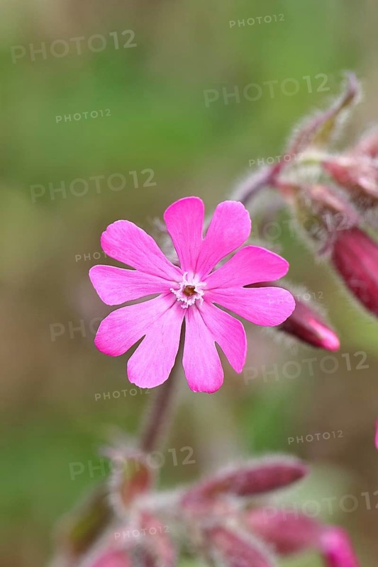 Red campion (Silene dioica), close-up of a flower in a meadow, Wilnsdorf, North Rhine-Westphalia, Germany