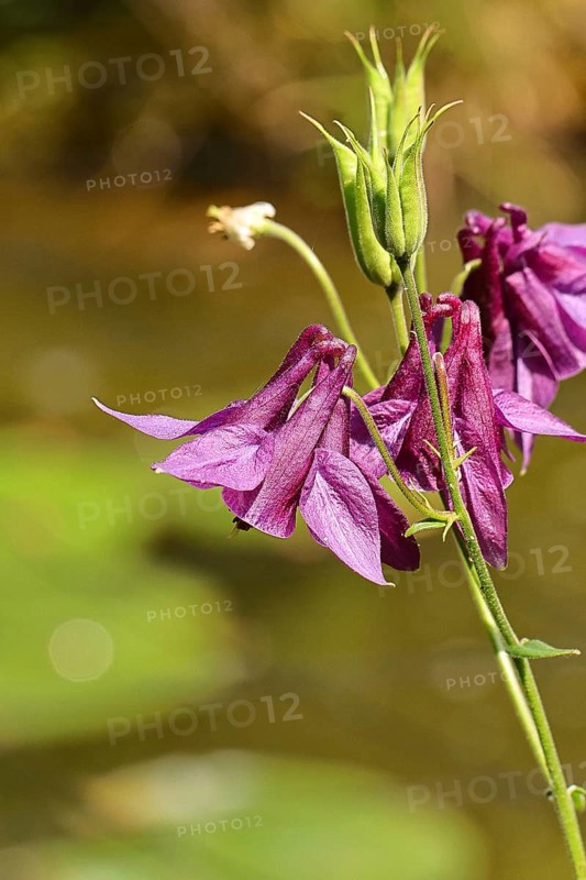 Columbine (Aquilegia vulgaris), dark red flower at the edge of a forest, Wilnsdorf, North Rhine-Westphalia, Germany