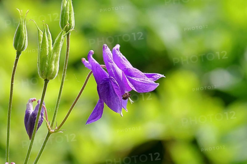 Columbine (Aquilegia vulgaris), blue flower at the edge of a forest, Wilnsdorf, North Rhine-Westphalia, Germany