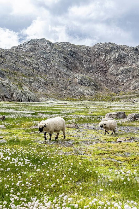 Valais Blacknose sheep (Ovis gmelini aries), high alpine mountain valley, meadow with cotton grass, Obere Senner Egete, Stubai Alps, near Ridnaun, South Tyrol, Italy