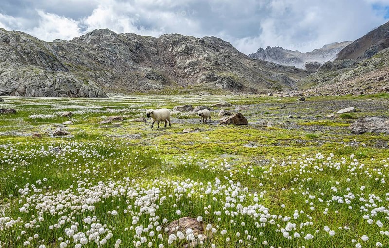 Valais Blacknose sheep (Ovis gmelini aries), high alpine mountain valley, meadow with cotton grass, Obere Senner Egete, Stubai Alps, near Ridnaun, South Tyrol, Italy
