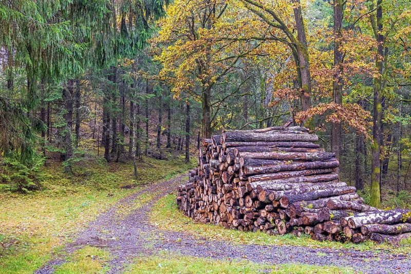 Pile of logs by a dirt road in a mixed forest with beautiful autumn colours a tranquil day in the woodland