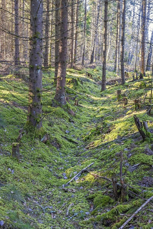 Spruce forest with green moss on the ground and a old a sunken path in the landscape, Sweden