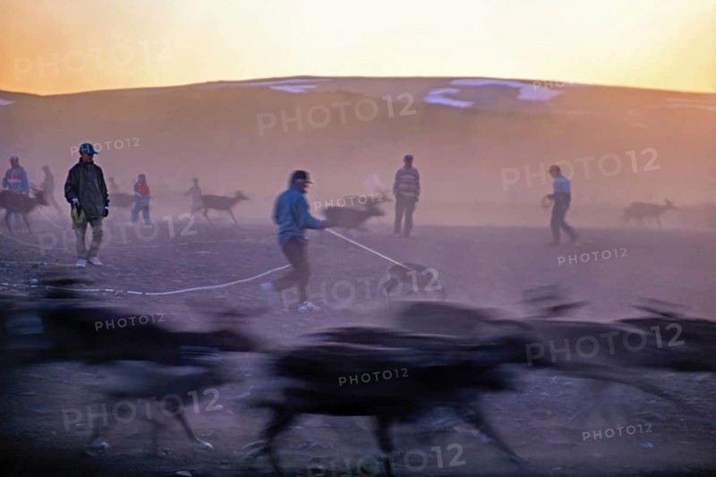Reindeer herding with Sami people that catching reindeer calf with lasso in the midnight sun a in the north of Sweden, Padjelanta nationalpark, Lapland, Sweden