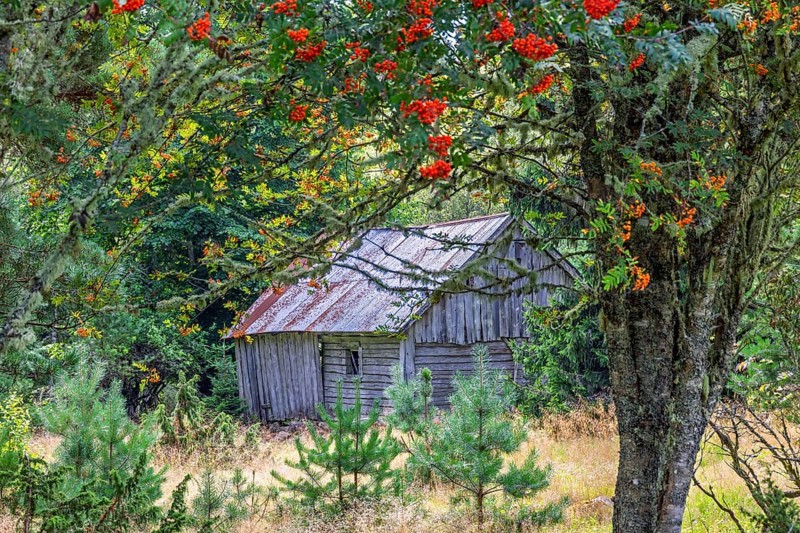 Old abandoned wooden barn in a forest glade with red berries on a rowan tree, Sweden