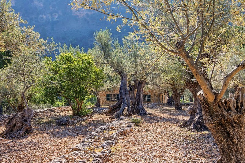 Old olive orchard in a stoney landscape and an old stone house a sunny summer day, Mallorca, Spain