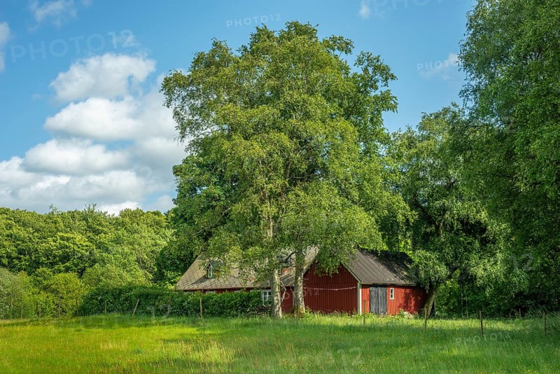 Red cottage behind meadow and birch trees and in front of forest. Österlen, Simrishamn municipality, Skåne county, Sweden, Scandinavia