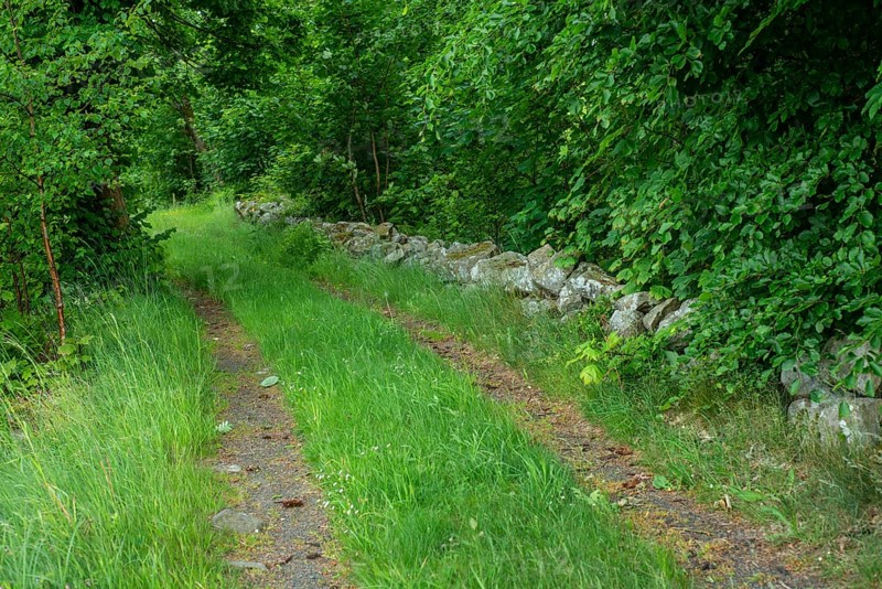 Forest road with stone wall in Tomelilla municipality, Skåne county, Sweden, Scandinavia