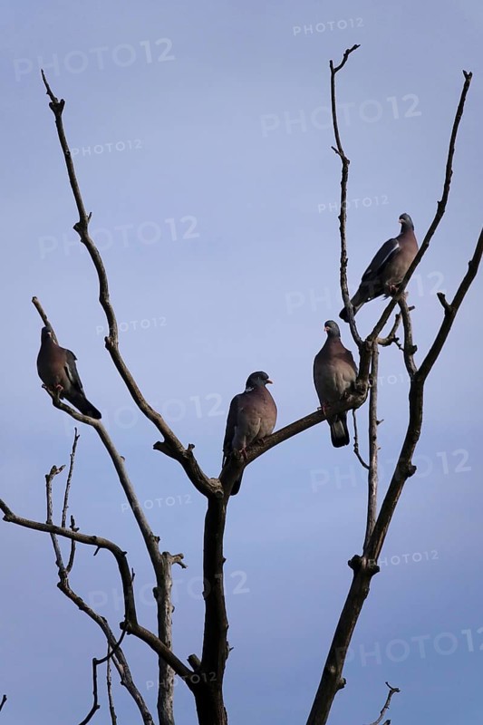 Pigeons on a tree, June, Germany