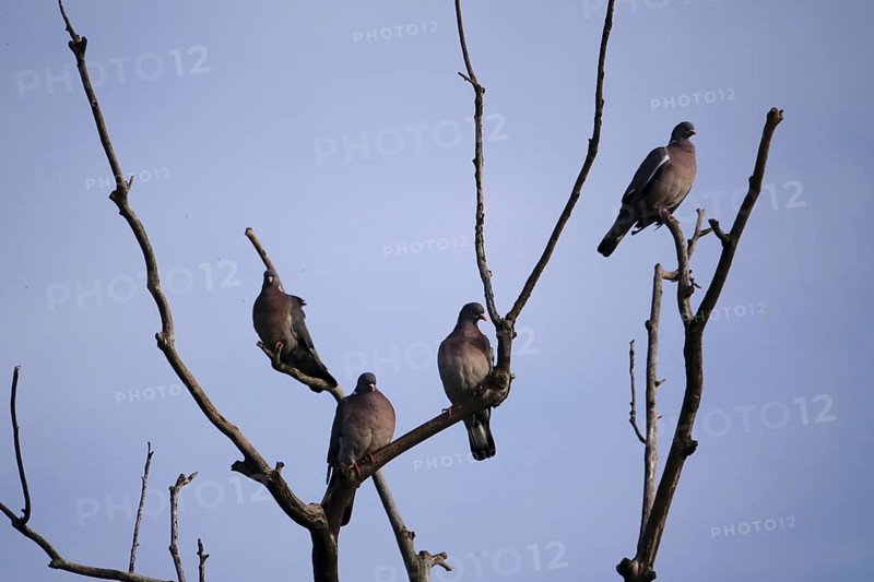 Pigeons on a tree, June, Germany