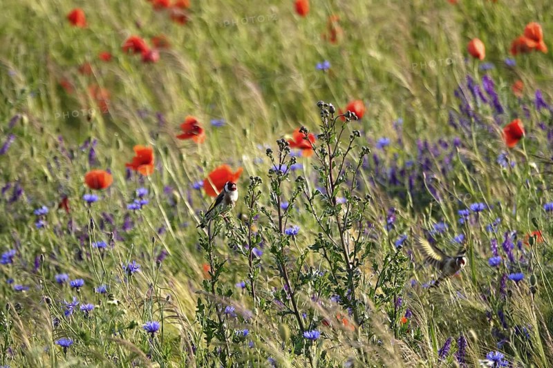 Beautiful poppy field and goldfinches, June, Germany