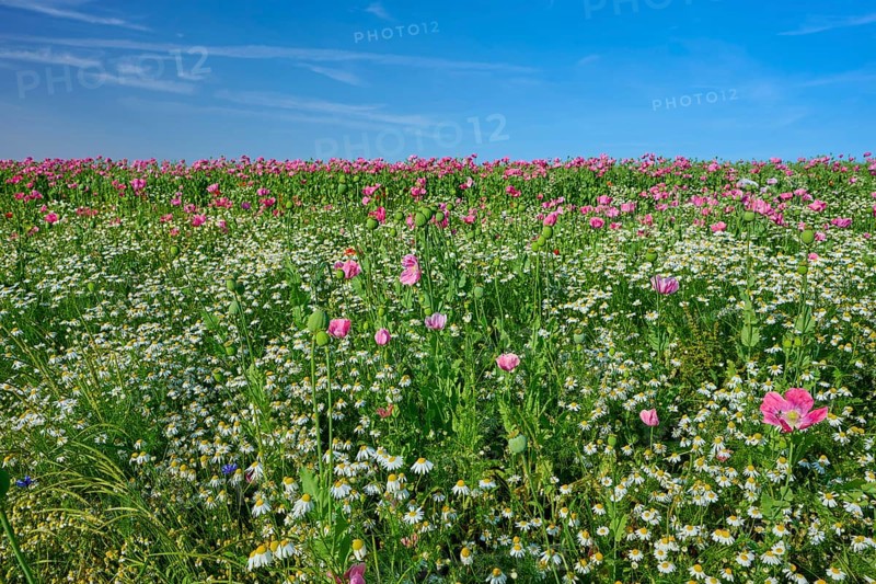 Opium poppy (Papaver somniferum), wide field full of blooming poppies and camomile, under a clear blue sky, summer, Germerode, Geo nature park Park Frau-Holle-Land, Hoher Meissner, Hesse, Germany