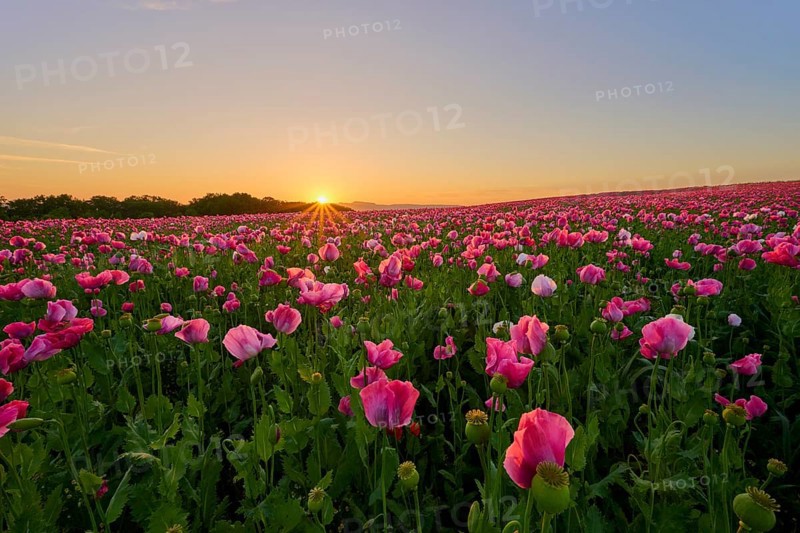 Opium poppy (Papaver somniferum), pink poppy field shines at sunrise, summer, Germerode, Geo nature park Park Frau-Holle-Land, Hoher Meissner, Hesse, Germany