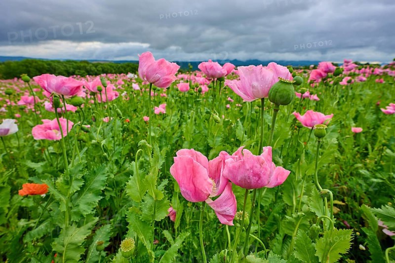 Opium poppy (Papaver somniferum), pink poppies in a field under a cloudy sky, summer, Germerode, Geo nature park Park Frau-Holle-Land, Hoher Meissner, Hesse, Germany