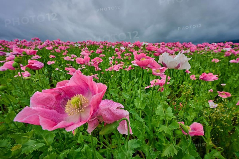Opium poppy (Papaver somniferum), pink poppy field under a dramatic cloudy sky, summer, Germerode, Geo nature park Park Frau-Holle-Land, Hoher Meissner, Hesse, Germany