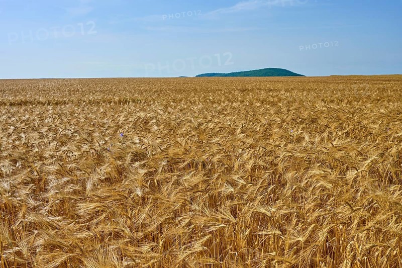 Wide golden barley field, under a clear blue sky with a hill on the horizon, summer, Germerode, Geo nature park Park Frau-Holle-Land, Hoher Meissner, Hesse, Germany