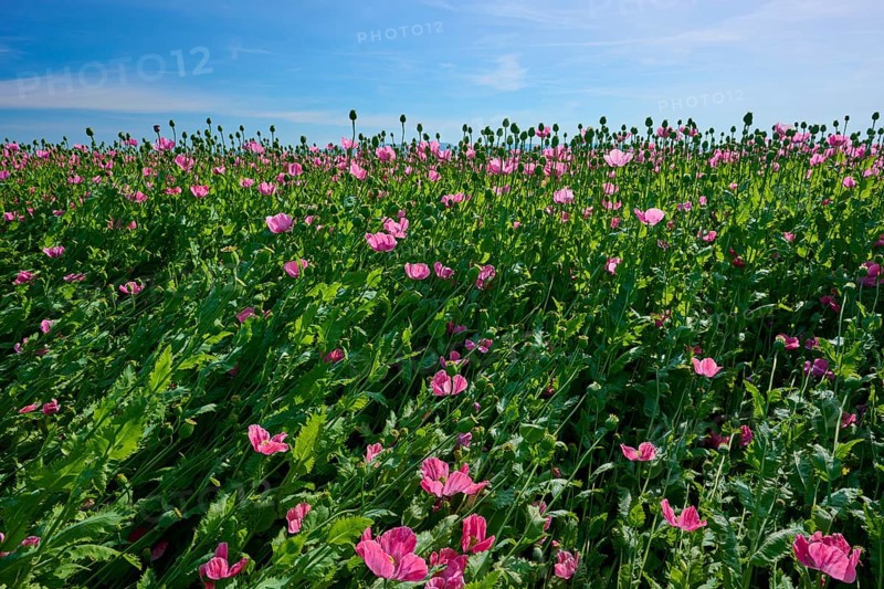 Opium poppy (Papaver somniferum), field full of pink poppies under a clear blue sky, summer, Germerode, Geo nature park Park Frau-Holle-Land, Hoher Meissner, Hesse, Germany