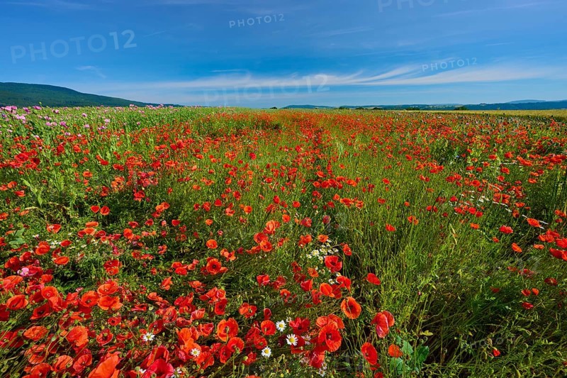 Wide field full of red poppies (Papver rhoeas), under a blue sky, summer, Germerode, Geo nature park Park Frau-Holle-Land, Hoher Meissner, Hesse, Germany