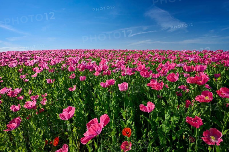 Opium poppy (Papaver somniferum), dense poppy field under a blue sky with strong pink flowers, summer, Germerode, Geo nature park Park Frau-Holle-Land, Hoher Meissner, Hesse, Germany