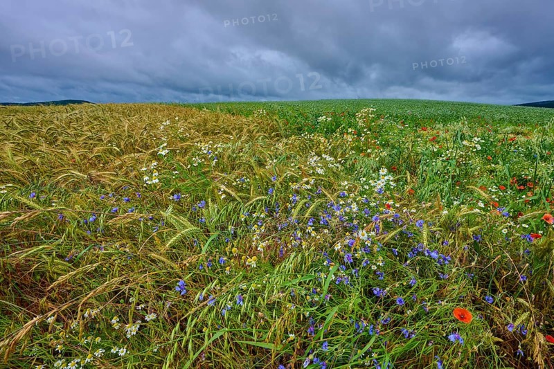 Varied colourful meadow with cornflowers and other summer flowers and cereals, summer, Germerode, Geo nature park Park Frau-Holle-Land, Hoher Meissner, Hesse, Germany