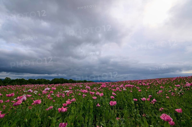 Opium poppy (Papaver somniferum), under a cloudy sky, summer, Germerode, Geo nature park Park Frau-Holle-Land, Hoher Meissner, Hesse, Germany