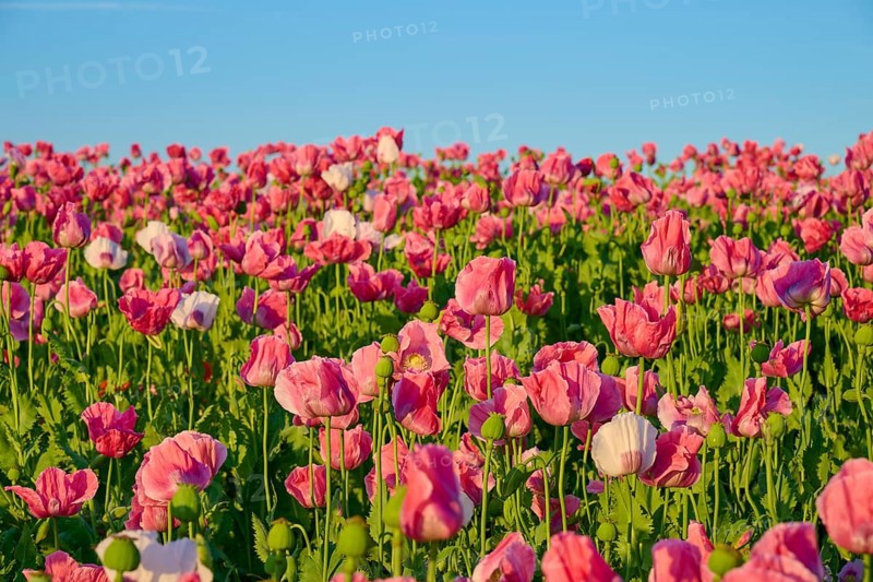 Pink poppies shining in bright colours against a clear sky, Germerode, Geo nature park Park Frau-Holle-Land, Hoher Meissner, Hesse, Germany