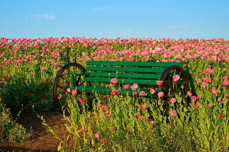 Green bench amidst pink flowers under a clear sky, Germerode, Geo nature park Park Frau-Holle-Land, Hoher Meissner, Hesse, Germany