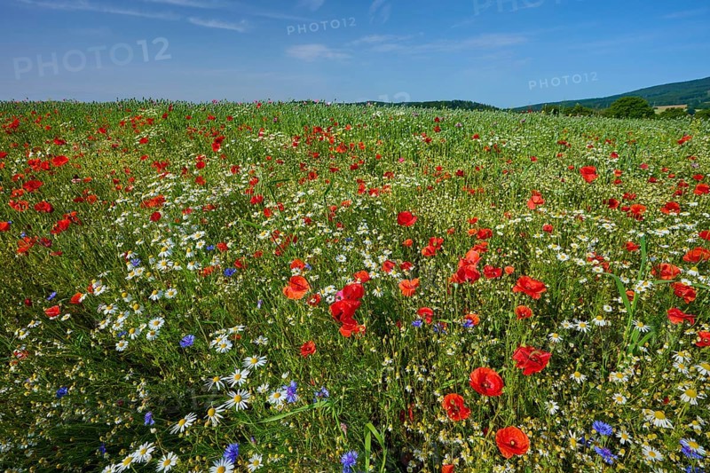 Colourful flower meadow with red poppies, camomiles and cornflowers under a blue sky, summer, Germerode, Geo nature park Park Frau-Holle-Land, Hoher Meissner, Hesse, Germany
