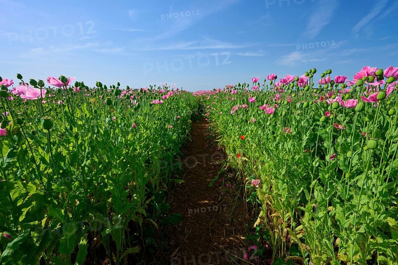 Opium poppy (Papaver somniferum), under a clear blue sky, summer, Germerode, Geo nature park Park Frau-Holle-Land, Hoher Meissner, Hesse, Germany