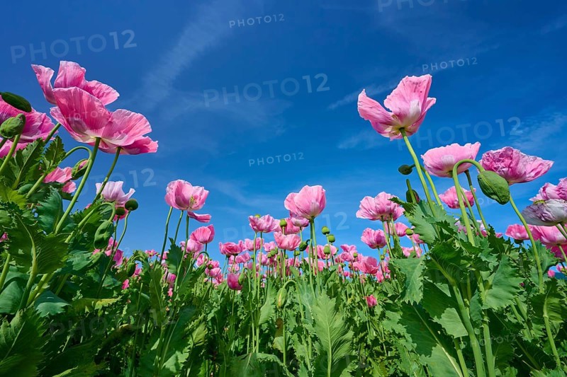 Close-up of pink opium poppy (Papaver somniferum), in front of a clear blue sky, summer, Germerode, Geo nature park Park Frau-Holle-Land, Hoher Meissner, Hesse, Germany