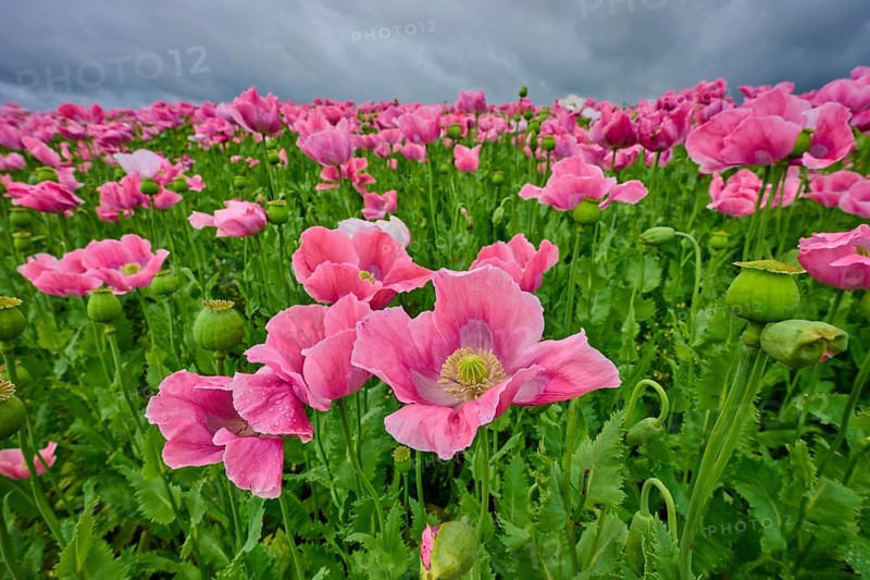 Opium poppy (Papaver somniferum), pink poppy blossoms glow against a gloomy sky, summer, Germerode, Geo nature park Park Frau-Holle-Land, Hoher Meissner, Hesse, Germany