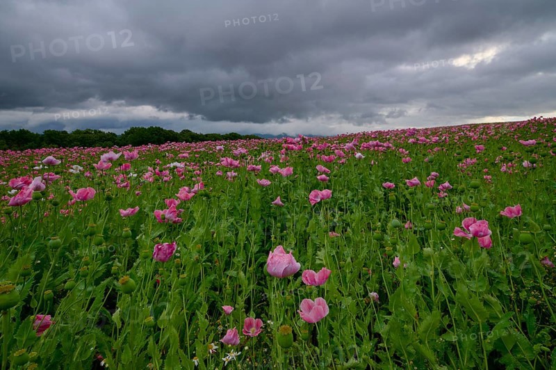 Opium poppy (Papaver somniferum), with pink poppies under a dense, cloudy sky, summer, Germerode, Geo nature park Park Frau-Holle-Land, Hoher Meissner, Hesse, Germany