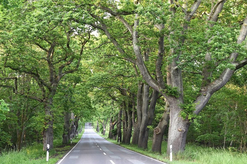 Oak avenue, oaks (Quercus robur) on the island of Rügen, Mecklenburg-Western Pomerania, Germany