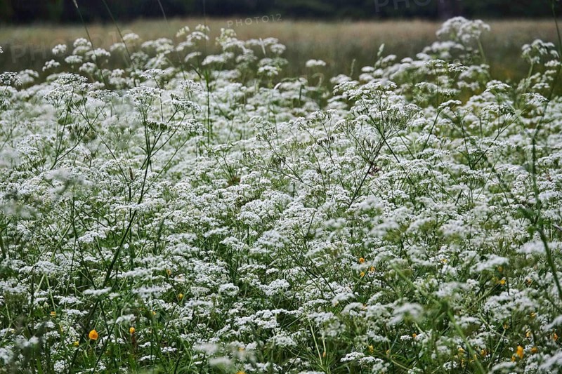 Meadow chervil (Anthriscus sylvestris), May, Germany