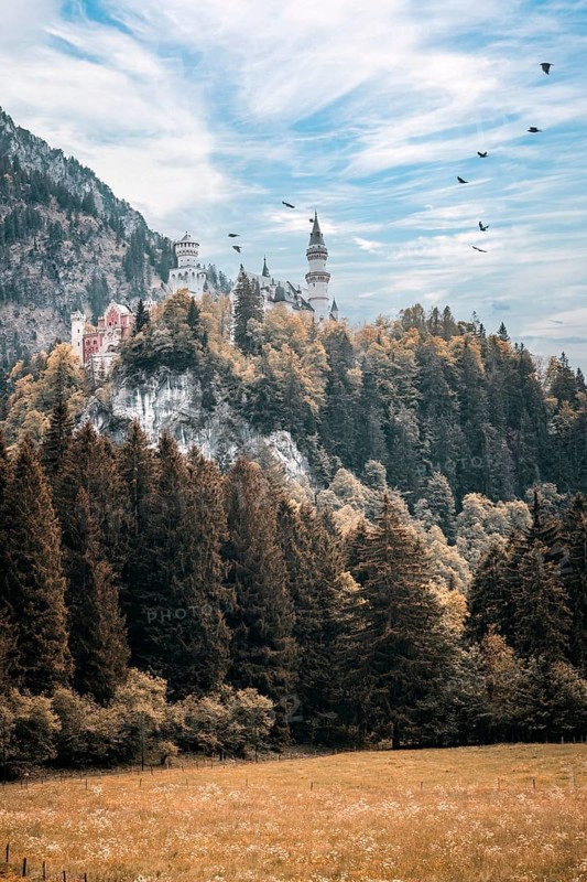 The fairytale Neuschwanstein Castle on a wooded hill, surrounded by flying birds and a clear sky, Schwangau, Bavaria