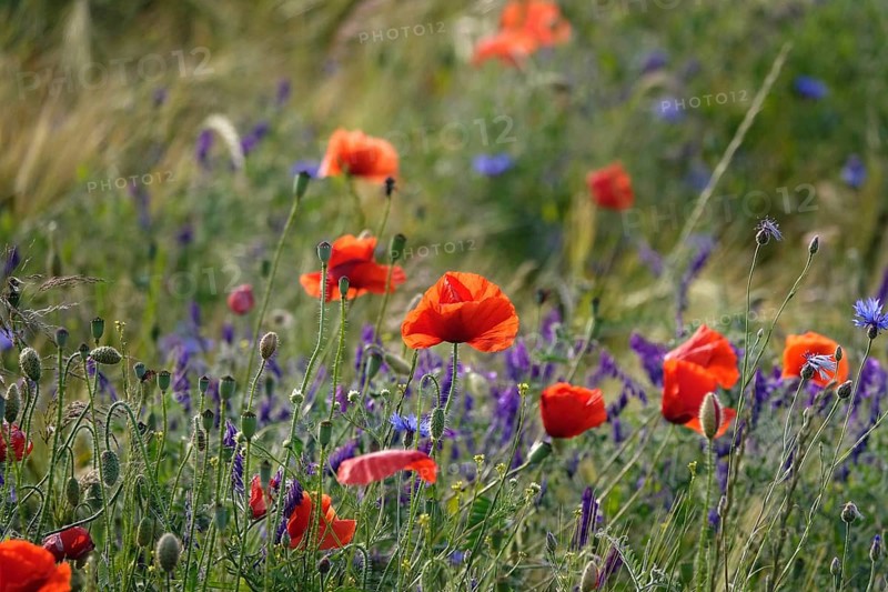 Beautiful picturesque poppy field, June, Germany