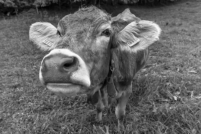 Allgäu cow in a meadow, portrait, Bad Hindelang, Allgäu, Bavaria, Germany