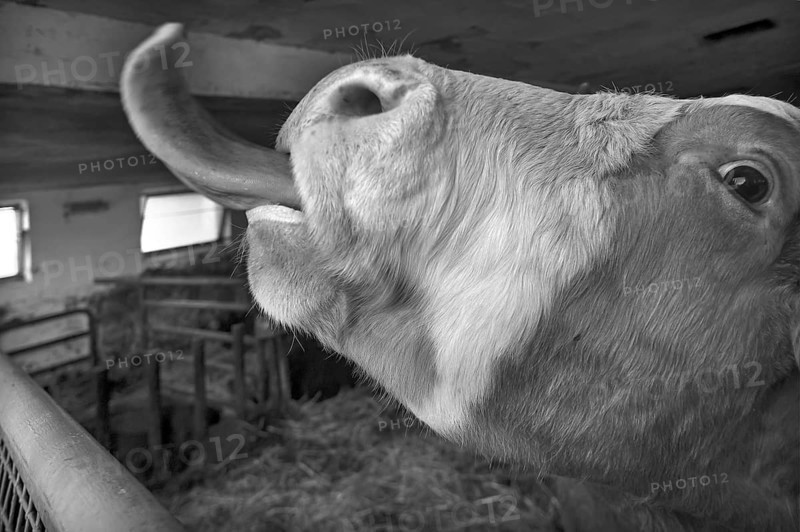 Cow sticks out its tongue, Middle Franconia, Bavaria, Germany