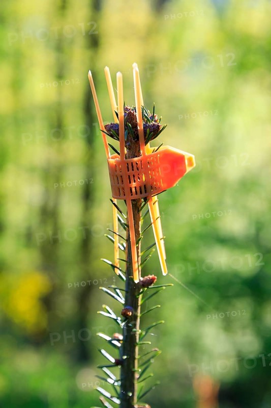 Anti-bite collar on the shoot of a conifer to protect the young tree from animal browsing in the forest, Germany