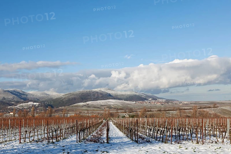 Winter landscape with vineyards and snow-covered hills under a blue sky, Ilbesheim, Southern Palatinate, Palatinate, Rhineland-Palatinate, Germany