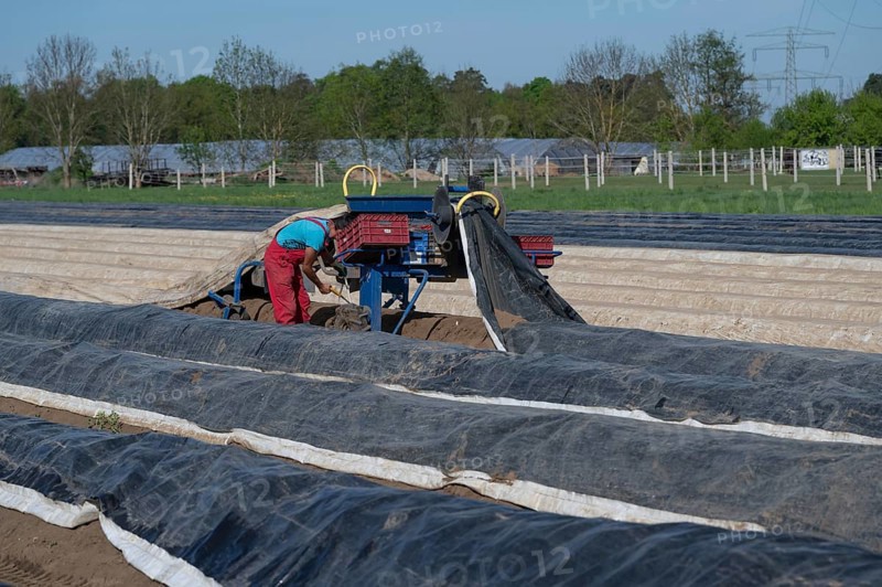 Asparagus harvest with film lifter, Franconia, Bavaria, Germany