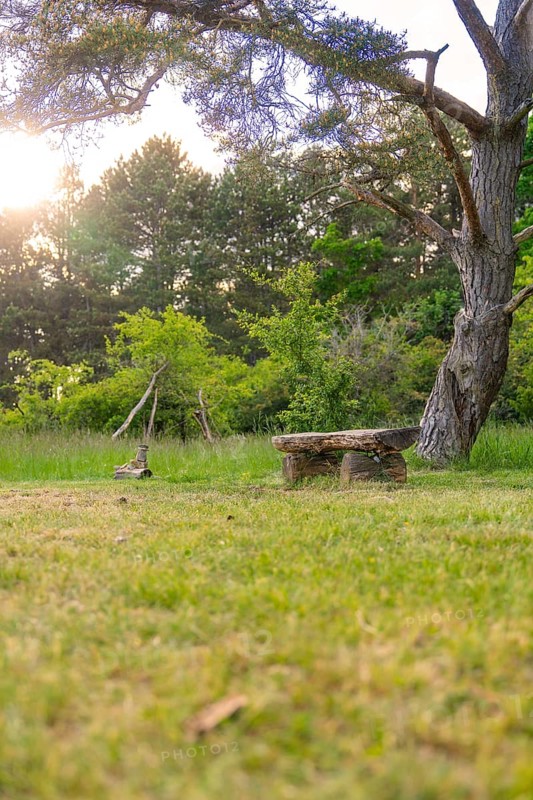 A wooden bench stands on a green meadow under a tree, in the evening light, Gechingen, Hecken und Gäu region, district of Calw, Germany