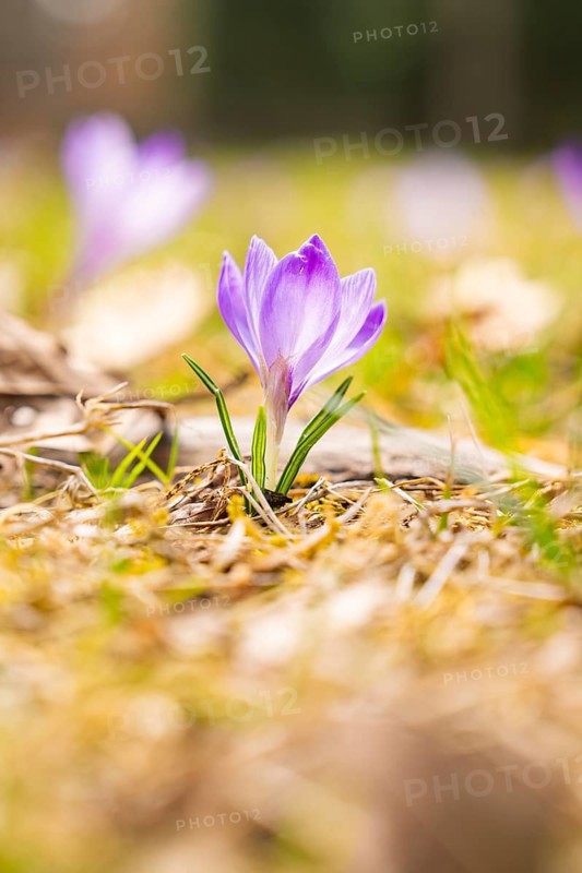 A purple crocus in a spring meadow with blurred background, Gechingen, Hecken und Gäu region, district of Calw, Germany