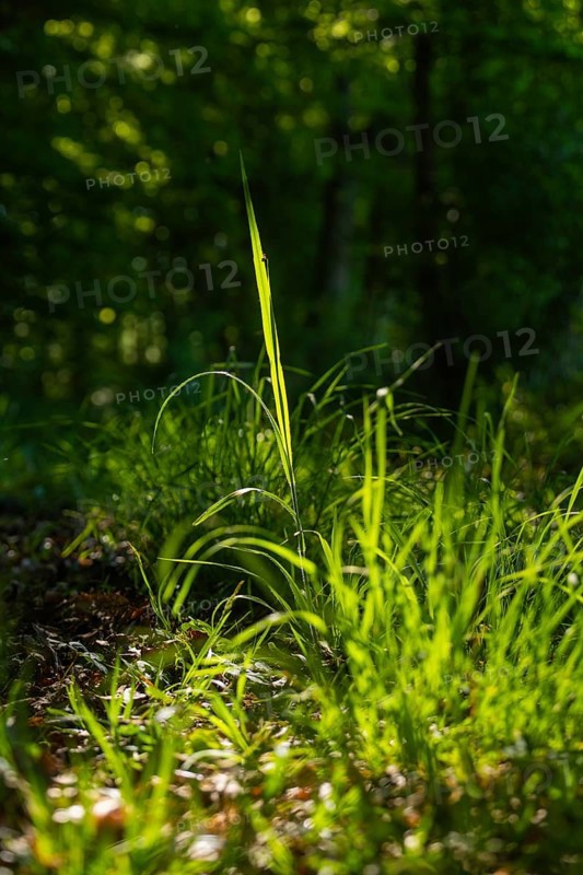 Blade of grass illuminated by sunrays in the shady forest, Gechingen, Hecken und Gäu region, district of Calw, Germany