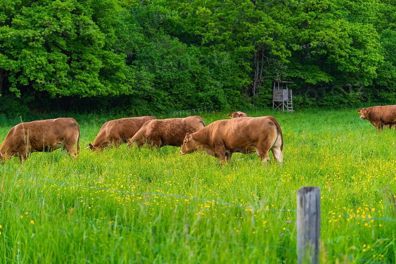 Cows grazing peacefully on a green meadow against a background of dense trees, Gechingen, Hecken and Gäu region, Calw district, Germany